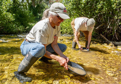 Gold Prospectors Still Panning In Wyoming Northern Wyoming News